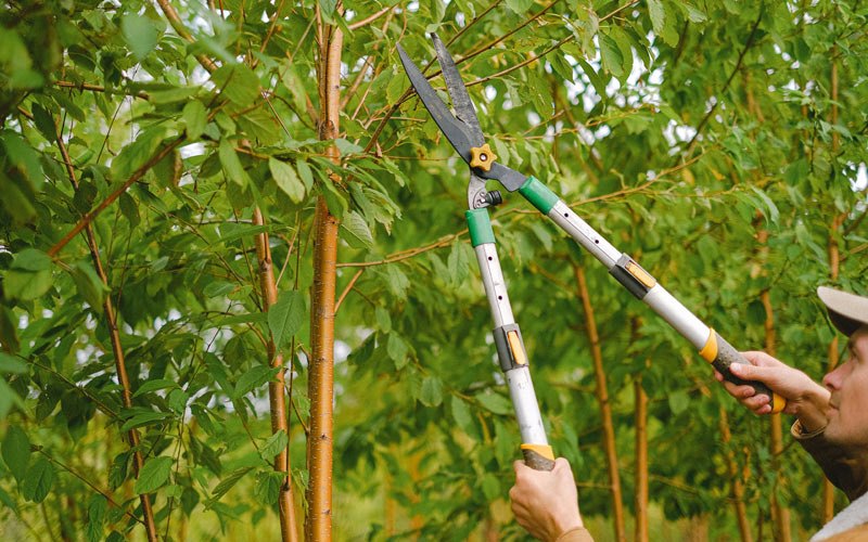 Tree trimming in Upland, CA